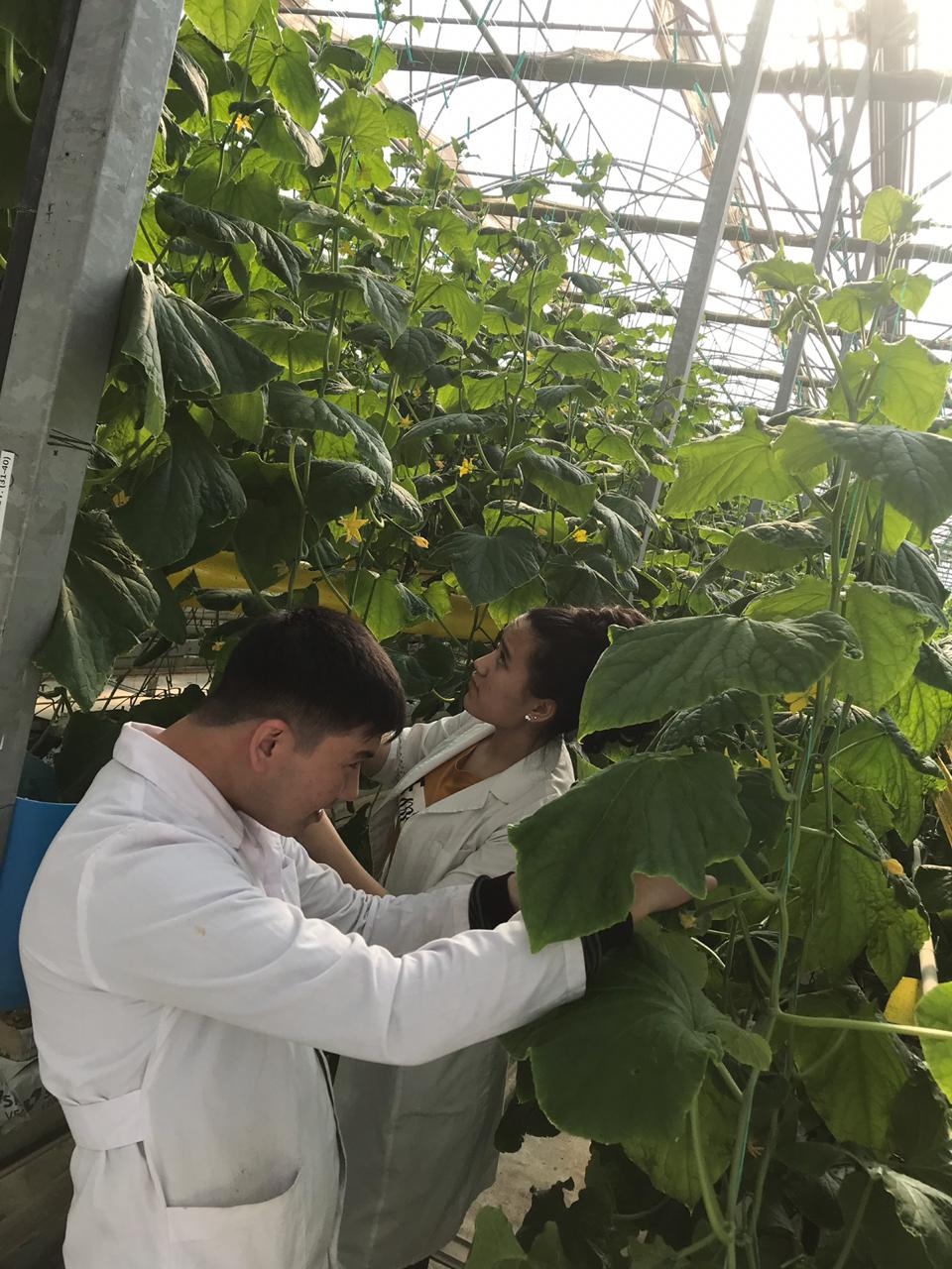 «KAZAGRONOM» ЖШС 4 курстың cтуденттердің дипломдық практикасы